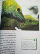 📖 Livre - Le Gecko Géant de Madagascar - Phelsuma madagascariensis grandis