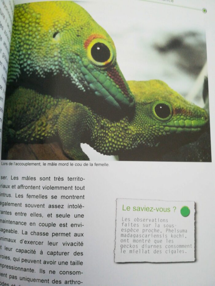 📖 Livre - Le Gecko Géant de Madagascar - Phelsuma madagascariensis grandis – Image 2