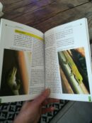 📖 Livre - Le Gecko Géant de Madagascar - Phelsuma madagascariensis grandis