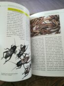 📖 Livre - Le gecko poudre d'Or - Phelsuma laticauda
