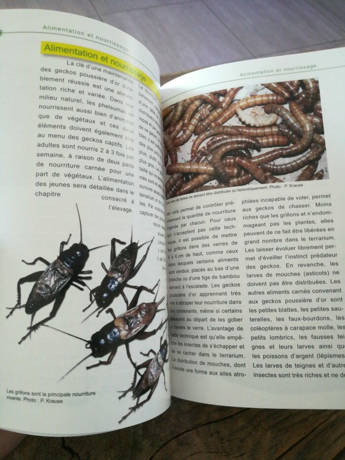 📖 Livre - Le gecko poudre d'Or - Phelsuma laticauda – Image 2