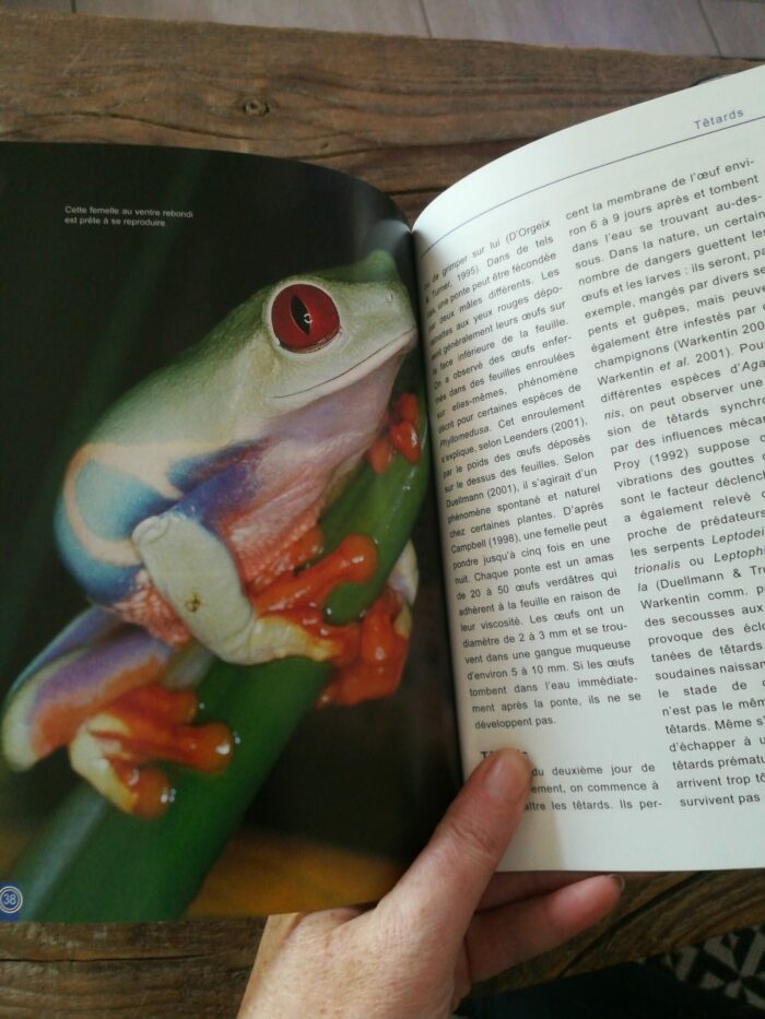 📖 Livre - La Rainette aux Yeux Rouges - Agalychnis callidryas – Image 2