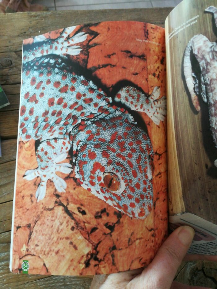 📖 Livre - Le Tokay - Gekko gecko – Image 2