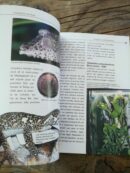 📖 Livre - Les Geckos à Queue Plate - Genre Uroplatus