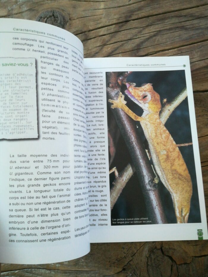 📖 Livre - Les Geckos à Queue Plate - Genre Uroplatus – Image 3
