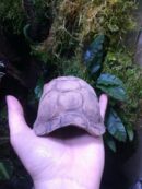 Cachette "Carapace de tortue" en céramique
