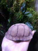 Cachette "Carapace de tortue" en céramique