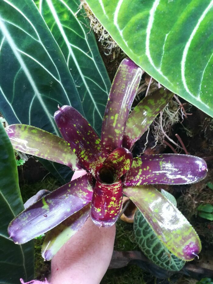 Neoregelia Punctatissima x Gezpacho – Image 3