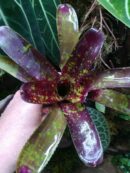 Neoregelia Punctatissima x Gezpacho