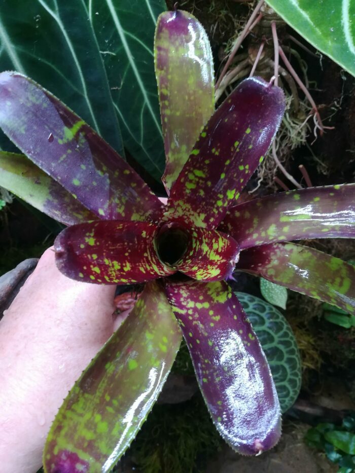 Neoregelia Punctatissima x Gezpacho