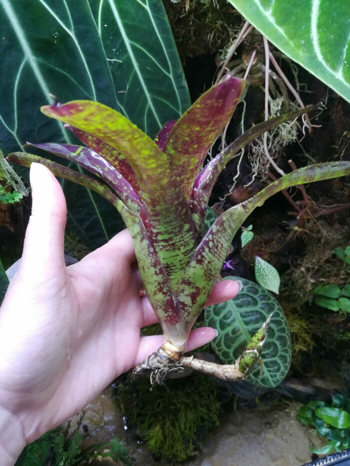 Neoregelia Punctatissima x Gezpacho – Image 2