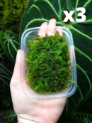 Tropica – Portion de mousse de java « Vesicularia montagnei ‘Christmas' » - Lot de 3