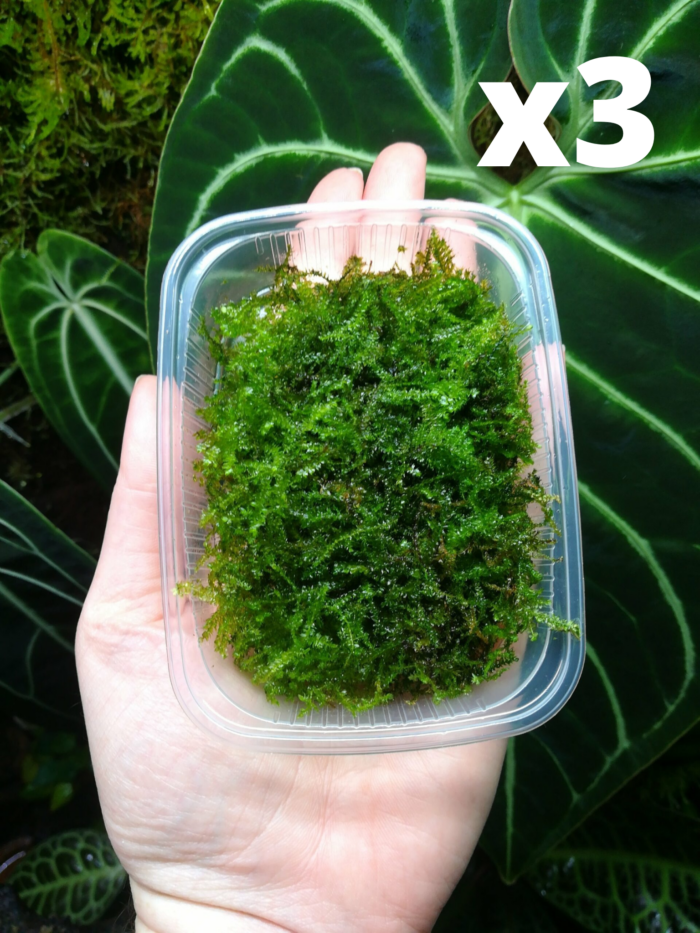 Tropica – Portion de mousse de java « Vesicularia montagnei ‘Christmas' » - Lot de 3