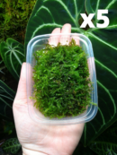 Tropica – Portion de mousse de java « Vesicularia montagnei ‘Christmas' » - Lot de 5