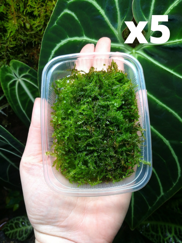 Tropica – Portion de mousse de java « Vesicularia montagnei ‘Christmas' » - Lot de 5