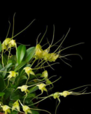 Orchidée miniature - Masdevallia nidifica "Yellow green"