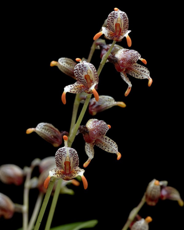 Orchidée miniature - Masdevallia pachyura