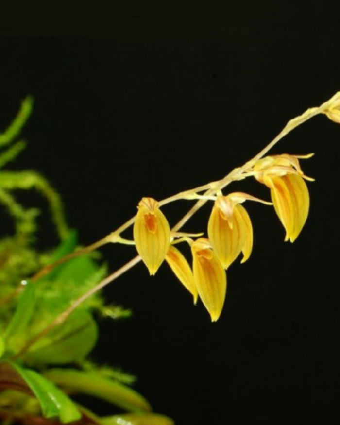 Orchidée miniature - Pleurothallis grobyi