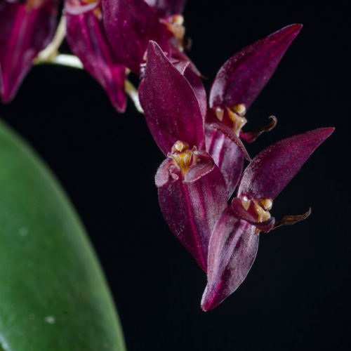 Orchidée miniature - Pleurothallis rowleei