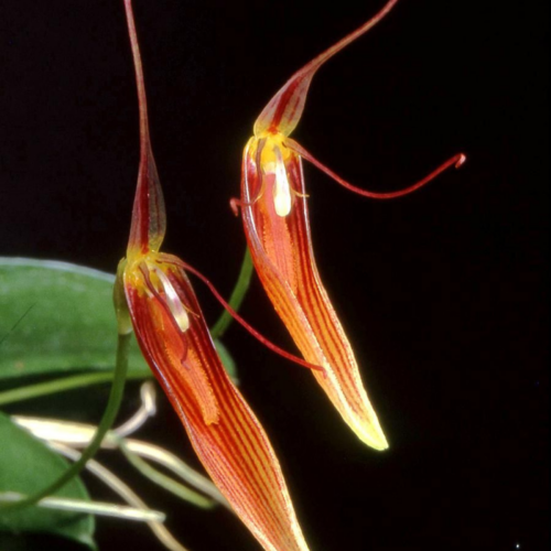 Orchidée miniature - Restrepia trichoglossa