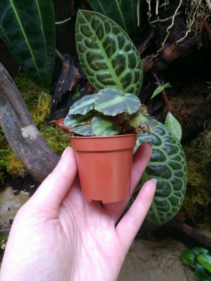 Bégonia Cleopatra – Image 5