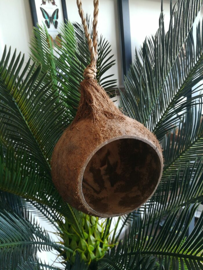 Coco suspendue