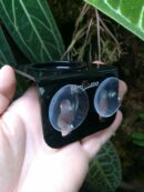 Mangeoire avec ventouse pour gecko arboricole