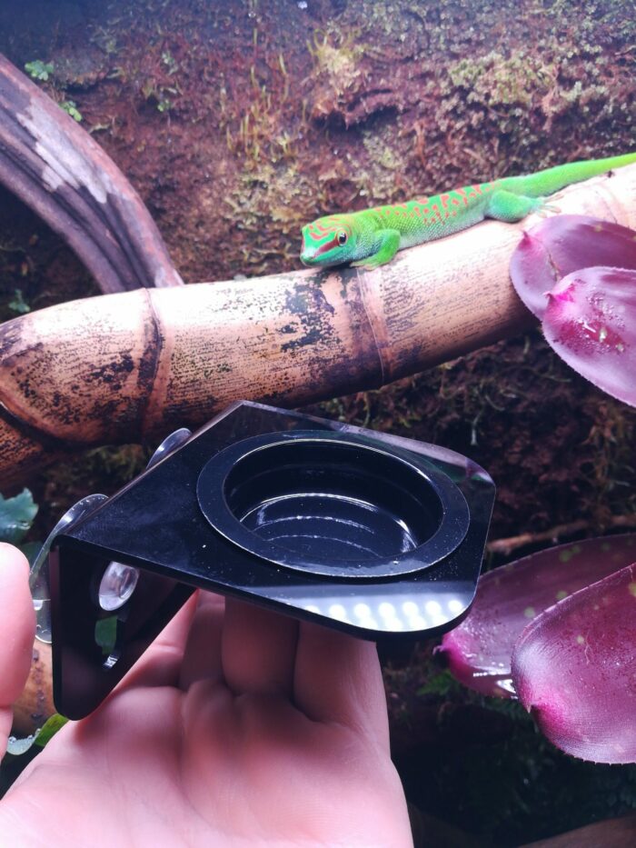 Mangeoire avec ventouse pour gecko arboricole – Image 4