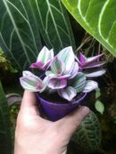 Tradescantia albiflora "Nanouk"