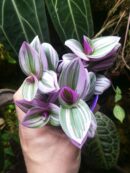 Tradescantia albiflora "Nanouk"