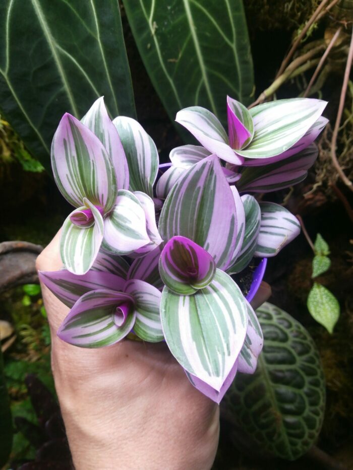 Tradescantia albiflora "Nanouk" – Image 2