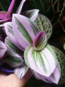 Tradescantia albiflora "Nanouk"