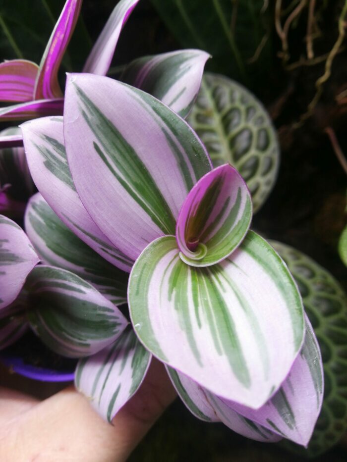 Tradescantia albiflora "Nanouk" – Image 3