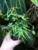 Begonia dregei “Tripartita”