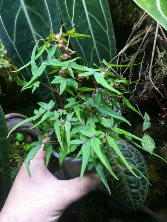Begonia dregei “Tripartita”
