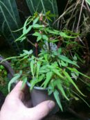 Begonia dregei “Tripartita”