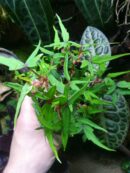 Begonia dregei “Tripartita”