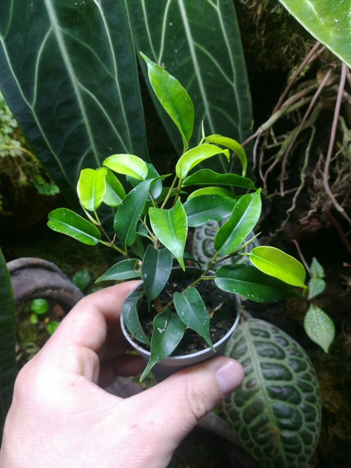 Ficus benjamina "Natasja" – Image 4