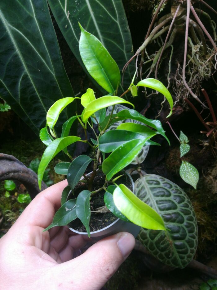Ficus benjamina "Natasja" – Image 5