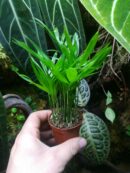 Chamaedorea elegans