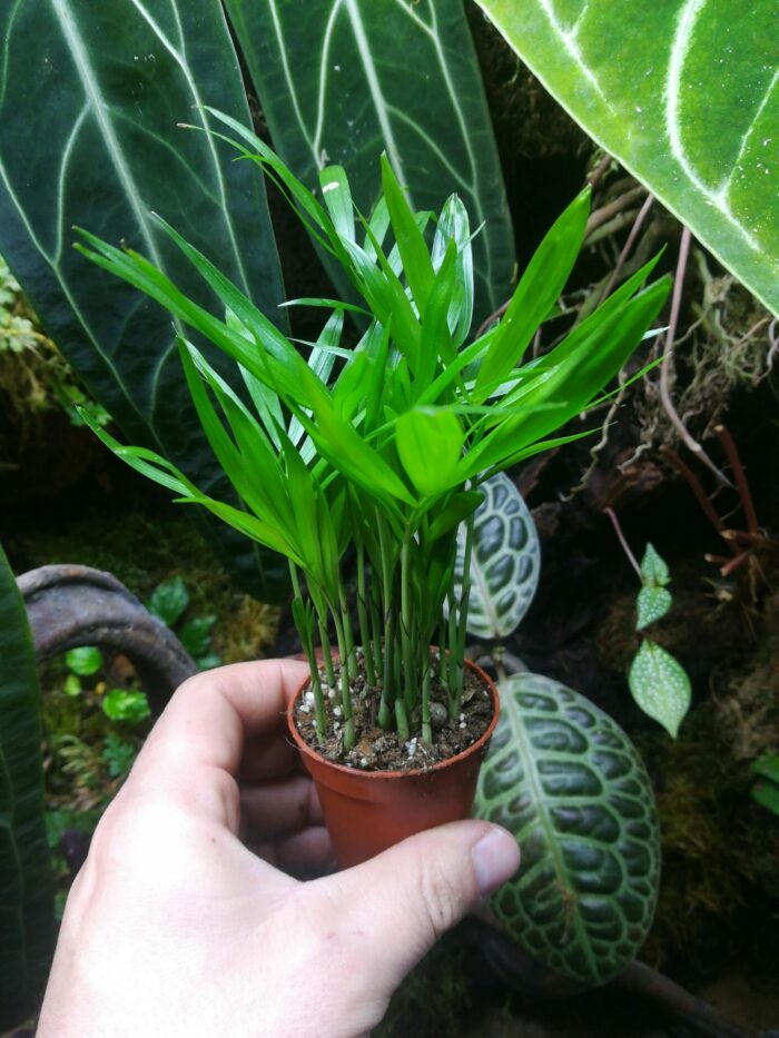 Chamaedorea elegans