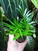 Chamaedorea elegans
