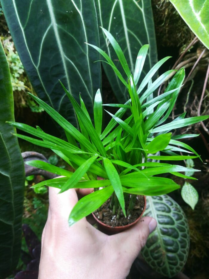 Chamaedorea elegans – Image 2