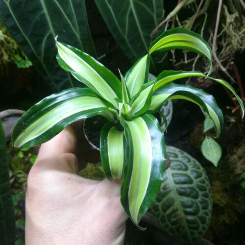 Dracaena fragrans "Malaika"