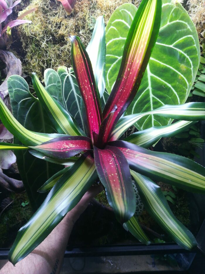Neoregelia Piemento