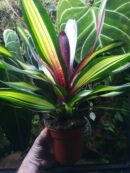 Neoregelia Piemento