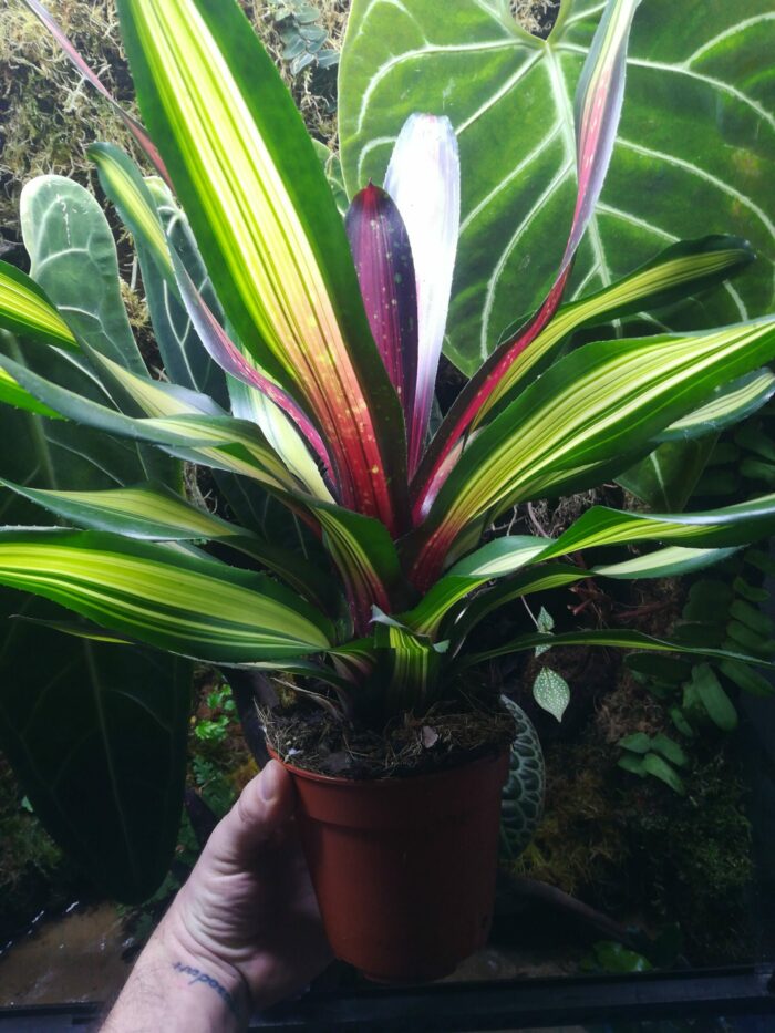 Neoregelia Piemento – Image 2