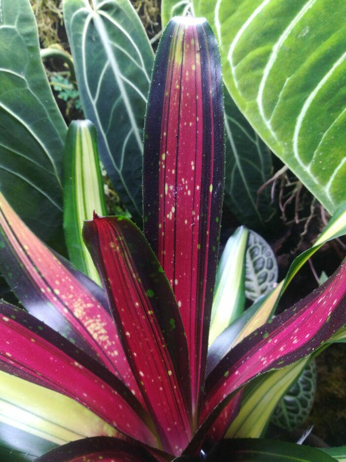 Neoregelia Piemento – Image 3