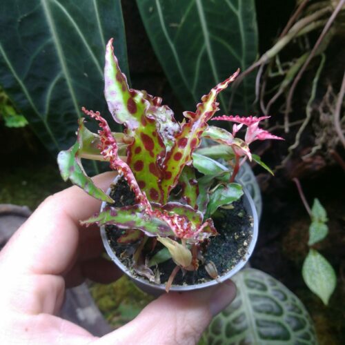 Baby Begonia Amphioxus