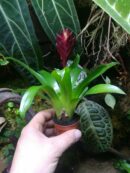 Vriesea sp 1